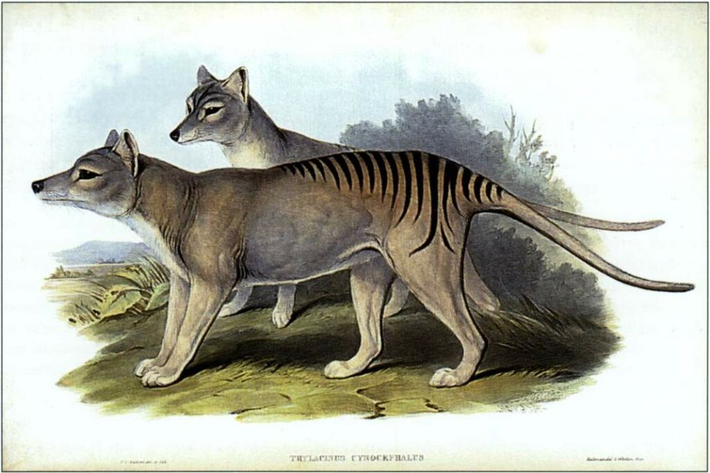 Thylacine